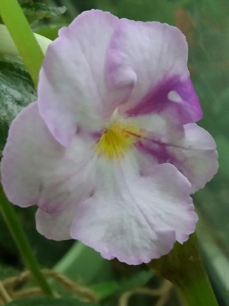 Big weiss - Achimenes varietati - drumul florilor