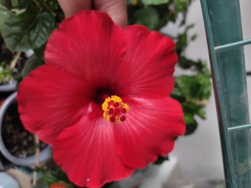  - Hibiscus 4