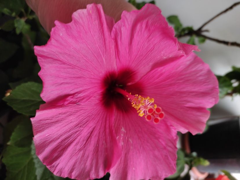  - Hibiscus 4