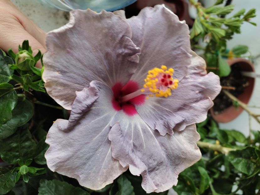  - Hibiscus 4