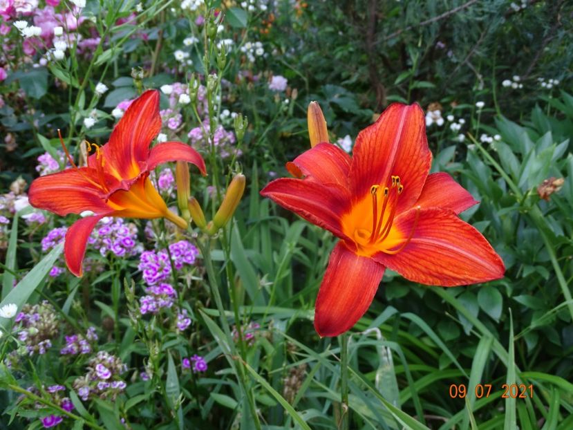  - Hemerocallis 2021