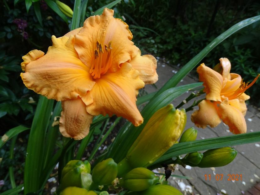  - Hemerocallis 2021