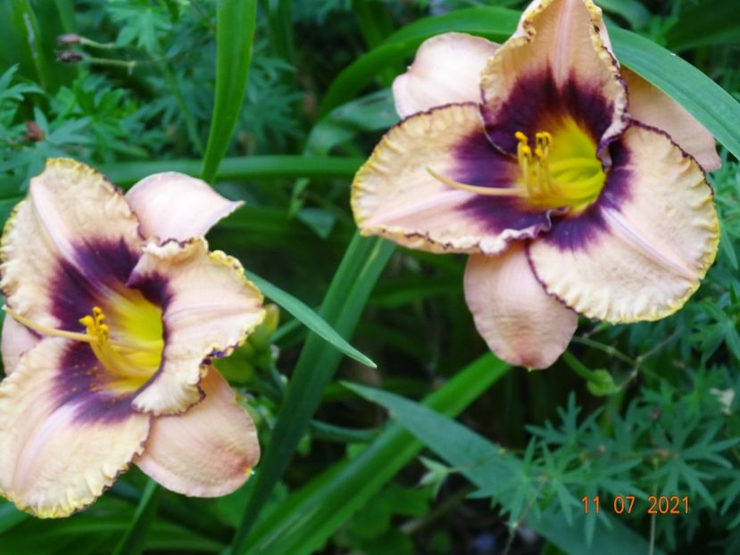  - Hemerocallis 2021