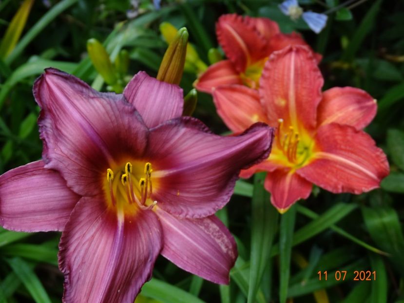  - Hemerocallis 2021