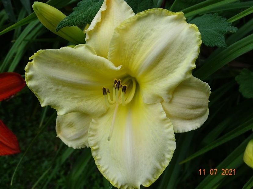  - Hemerocallis 2021