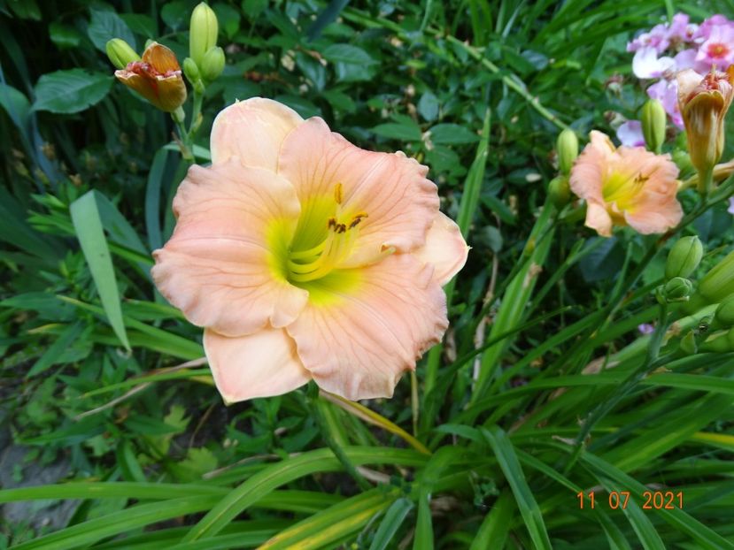  - Hemerocallis 2021