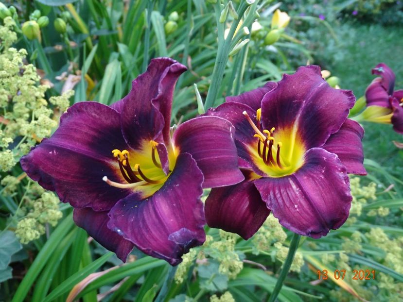  - Hemerocallis 2021