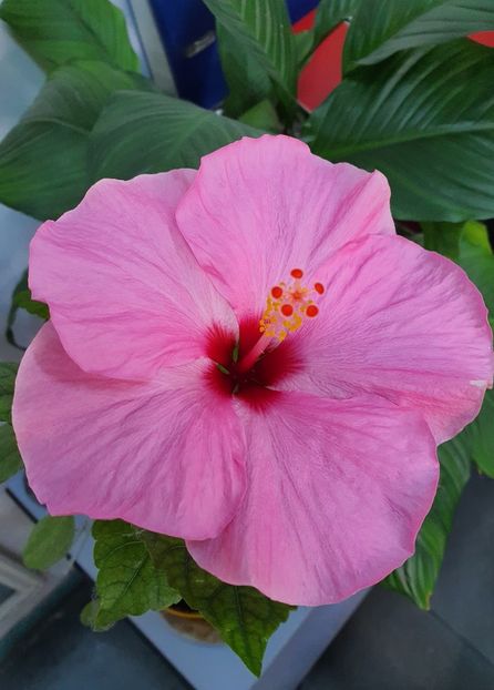  - Hibiscus