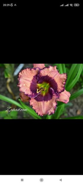 Screenshot_2021-10-15-20-29-56-561_com.facebook.katana - Hemerocallis achiziții