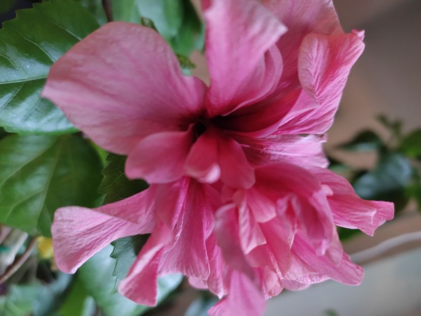  - Hibiscus 4