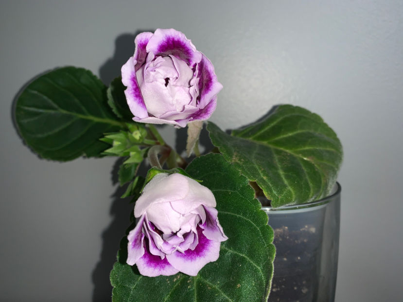  - Gloxinia 2021