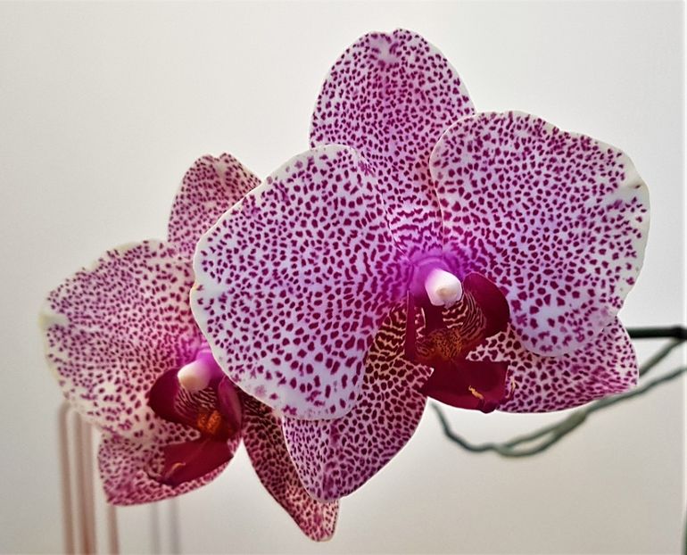  - Phalaenopsis 2