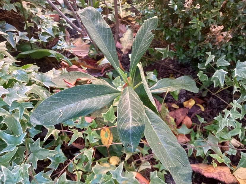 Edgeworthia Chrysantha Grandiflora - s-a uscat - Grădina 2021 continuare 2