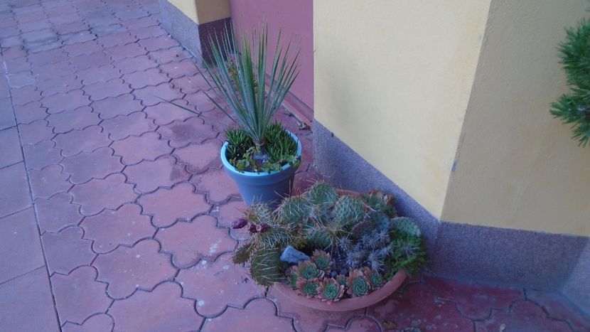 Yucca rostrata, Portulacaria afra & Haworthia glabrata - Suculente-Agave-Yucca si Dracaena 2021