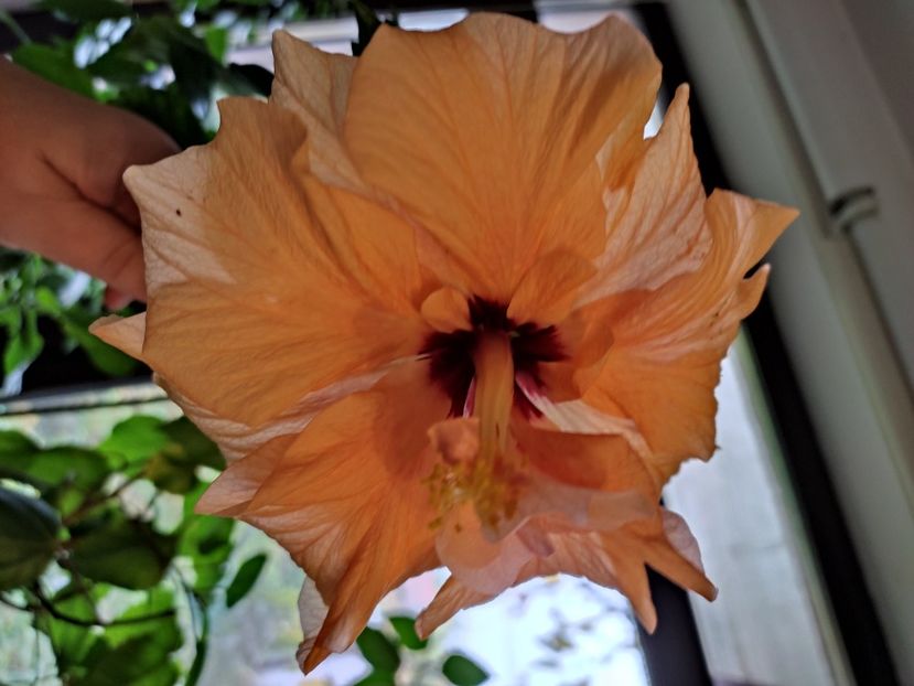  - Hibiscus 5