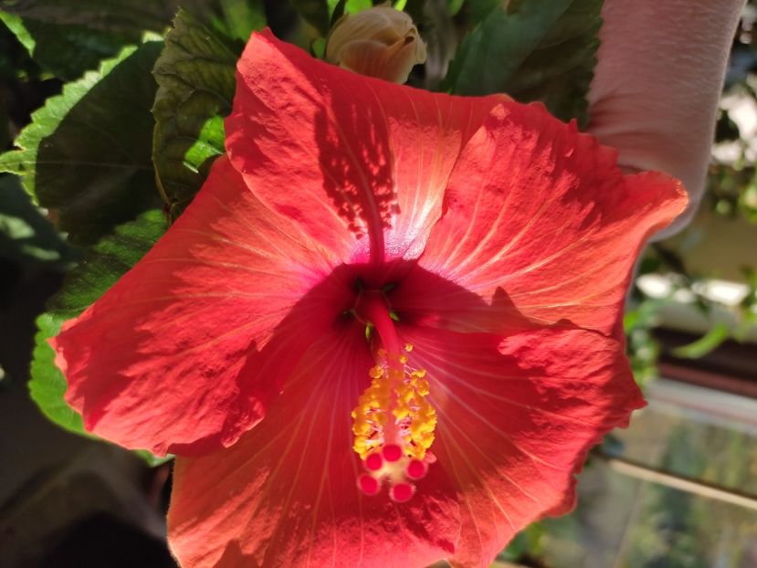  - Hibiscus 5