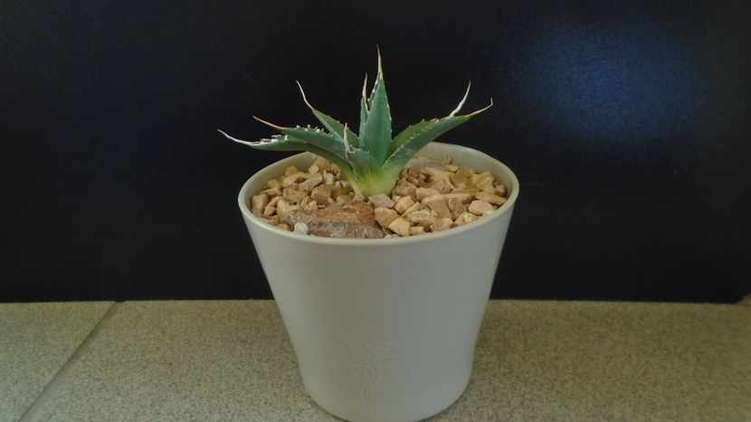 Agave utahensis - Suculente-Agave-Yucca si Dracaena 2021