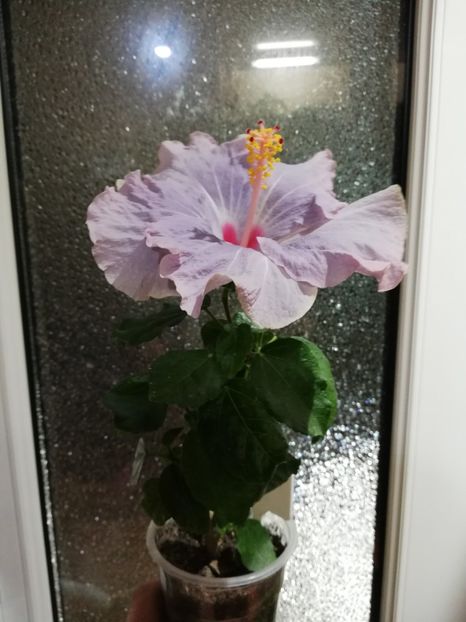  - Hibiscus No Id 11