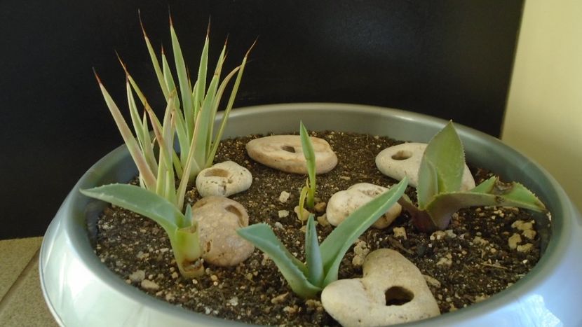 Lastari de agave: striata f. minima, gypsophila, parryi f. minima - Suculente-Agave-Yucca si Dracaena 2021