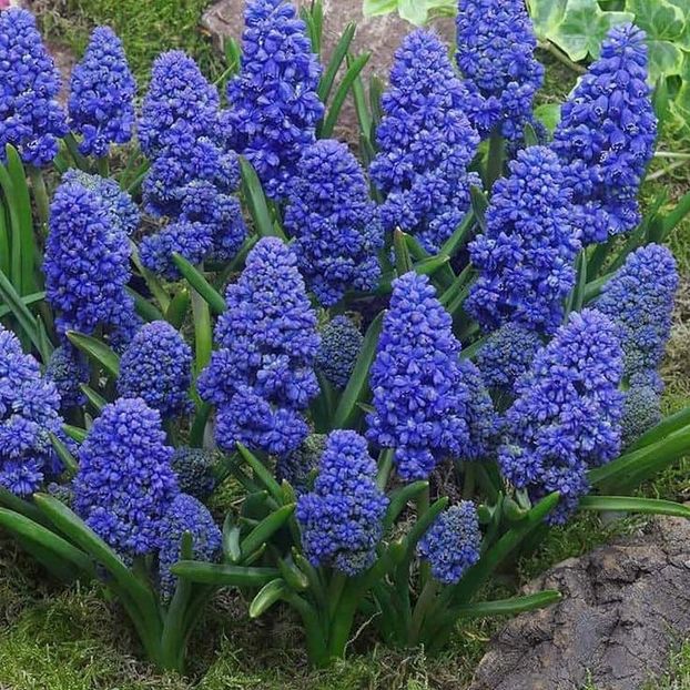 Muscari blue spike-da - 0 Dorinte implinite - 2022