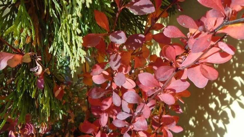 Dracila rosie (Berberis thunbergii atropurpurea) - Toamna 2020-2021-2022-2023