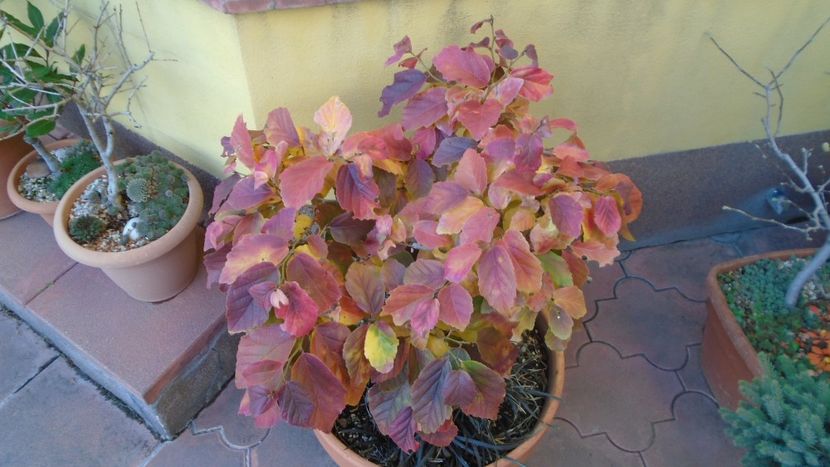 Arbore magic persan (Parrotia persica) - Toamna 2020-2021-2022-2023