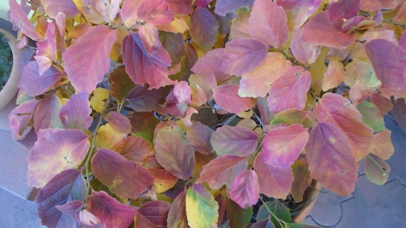 Arbore magic persan (Parrotia persica) - Toamna 2020-2021-2022-2023