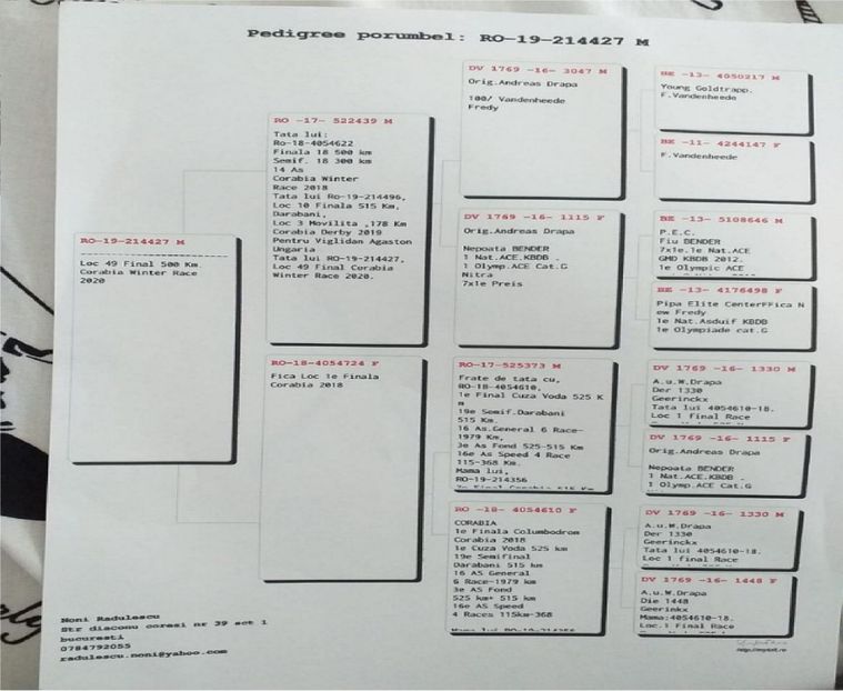 porumbel2 - Achiziti 2020-2021