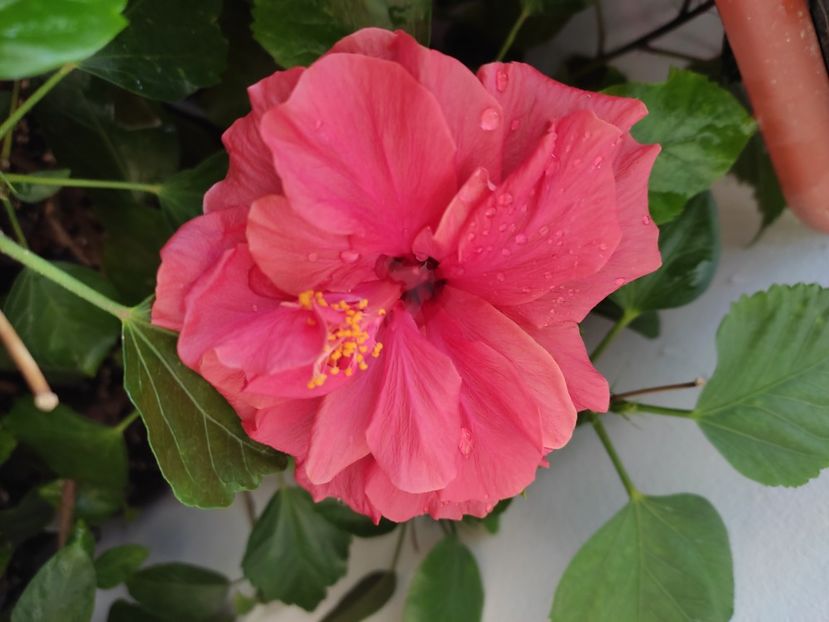  - Hibiscus 6