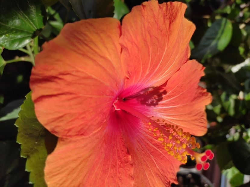  - Hibiscus 6