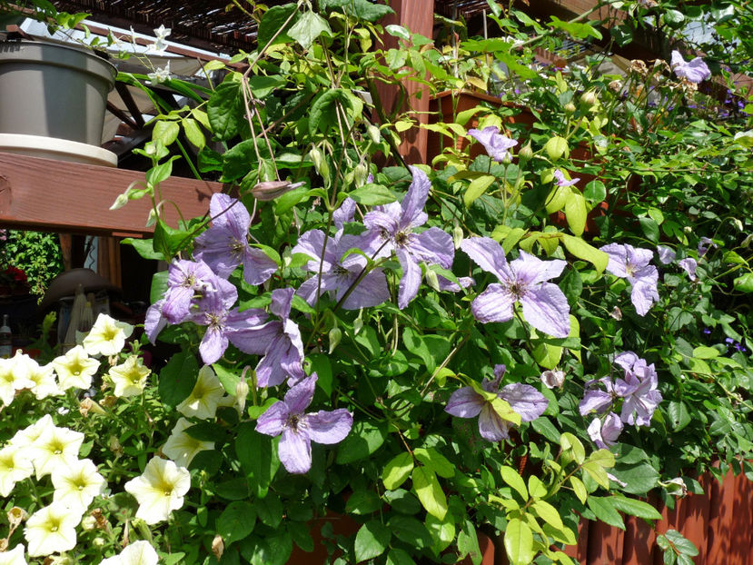  - Clematis