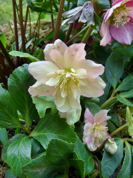  - Helleborus - Spanz