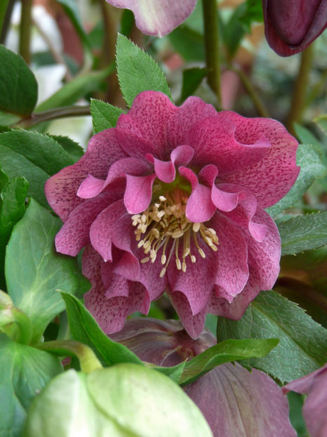  - Helleborus - Spanz