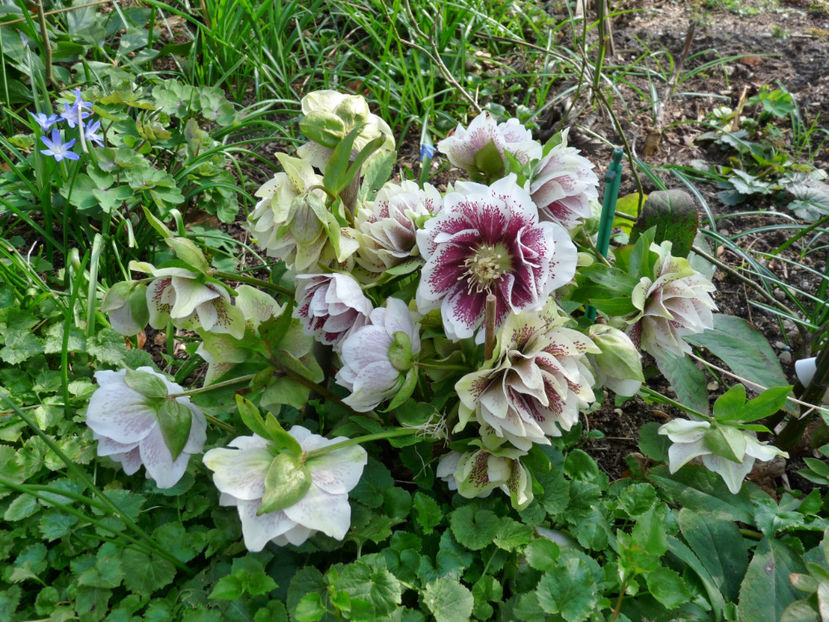  - Helleborus - Spanz