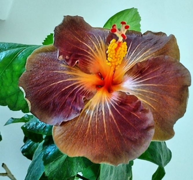  - Hibiscus Black Jack