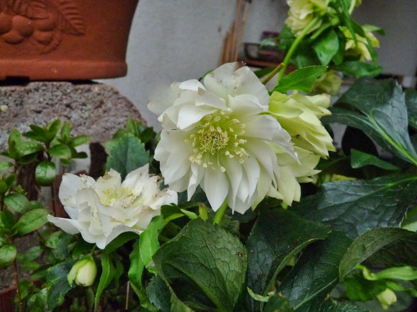  - Helleborus - Spanz