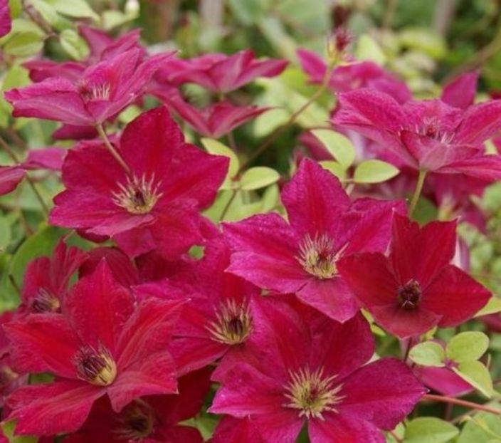 clematis JOHN_HOWELLS - aaa Comanda plante 2022 2023 2024