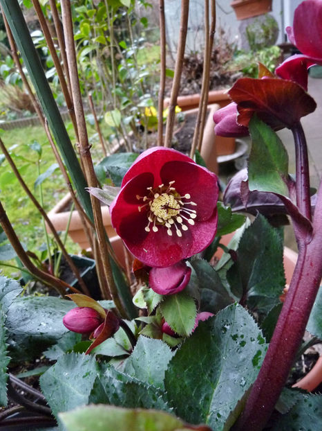  - Helleborus - Spanz