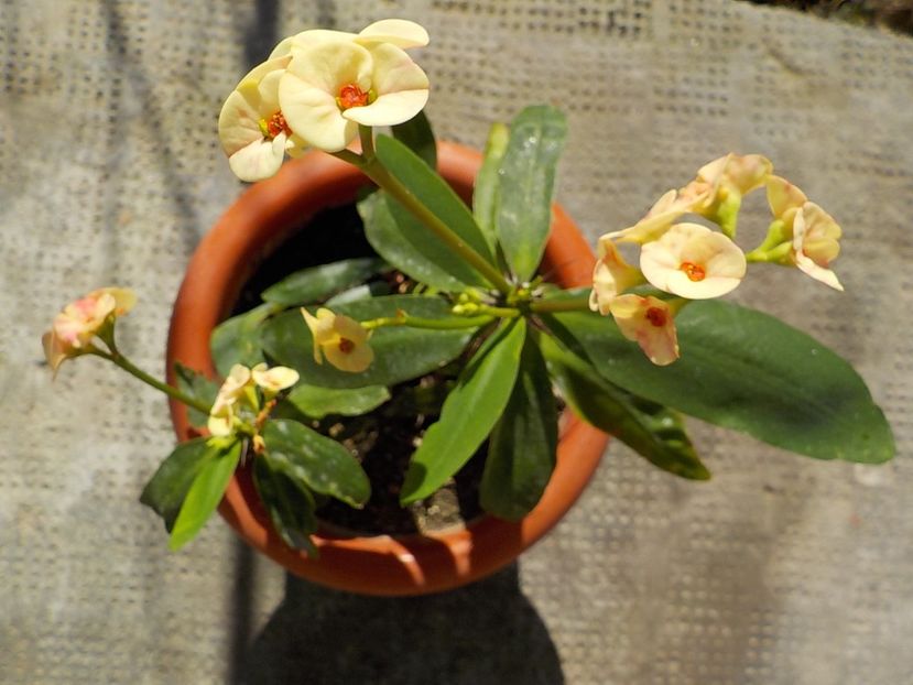  - euphorbia milli