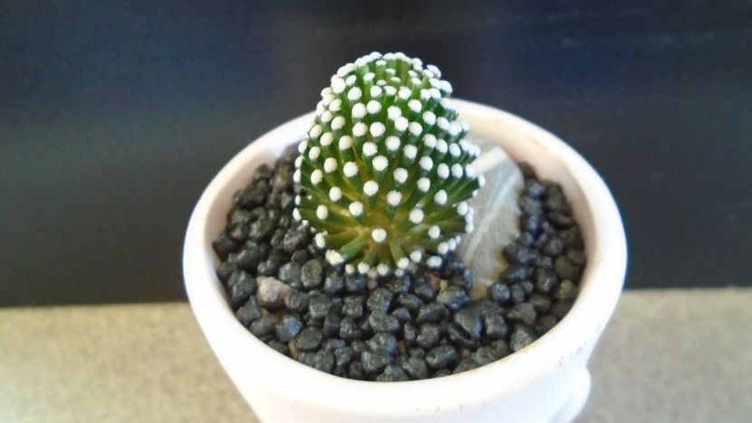 Mammillaria luethyi (-10C) - Cactusi 2021 bis