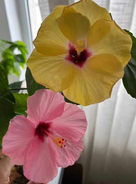 6407FCDC-AA0A-4205-8068-352F064AAD4A - Hibiscus