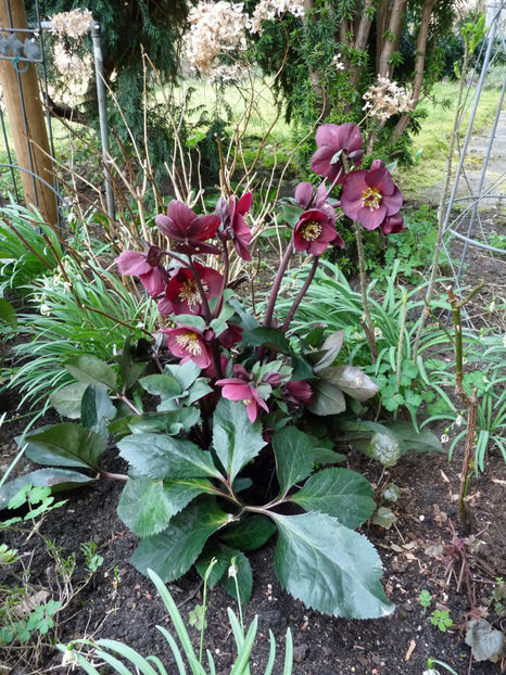  - Helleborus - Spanz