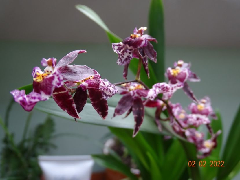 oncidium Holm's Wizard pink - Orhidee