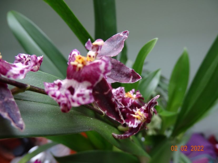 oncidium Holm's Wizard pink - Orhidee