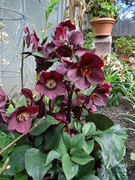  - Helleborus - Spanz