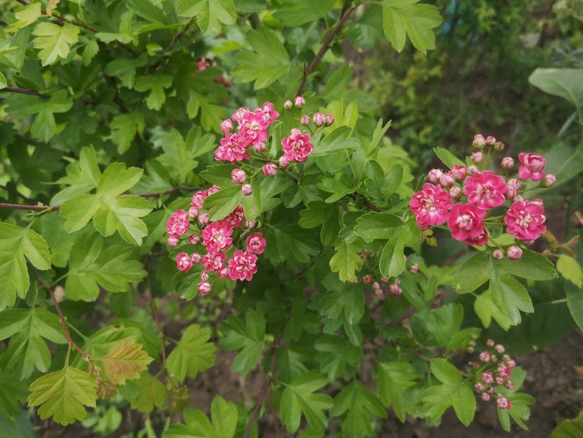 Crataegus laevigata Pauls Scarlet - arbori ornamentali 2022