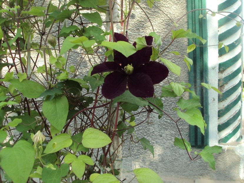 Clemartis 8 - ALTE FRUMOASE CLEMATITE