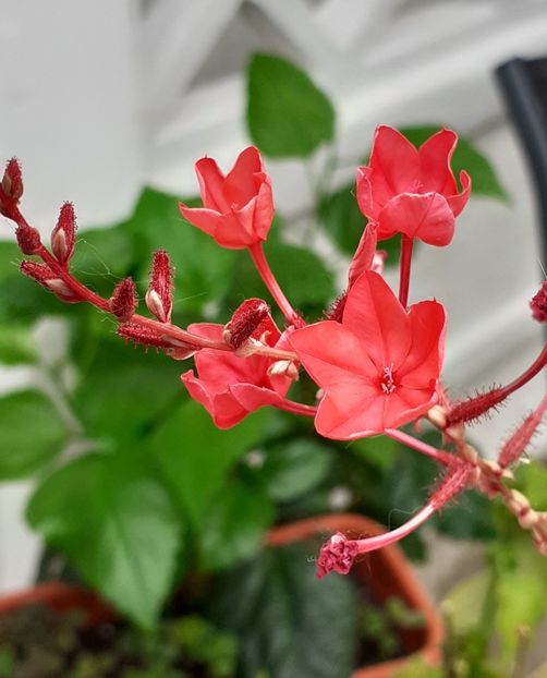 Plumbago rosu - MAI - luna lui FLORAR