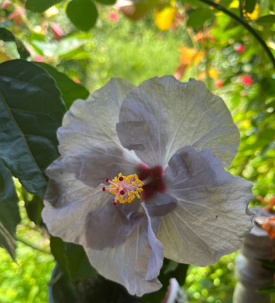 EC6D7F89-F67A-4A1F-A179-66497AE928CA - Hibiscus