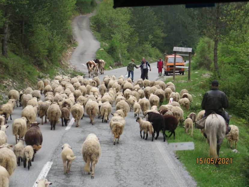  - 2 Kolasin - canionul Tara - Podgorica - Cetinje